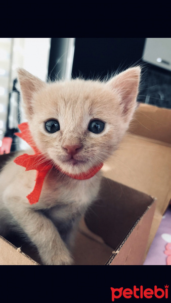 Sarman, Kedi  Mila fotoğrafı