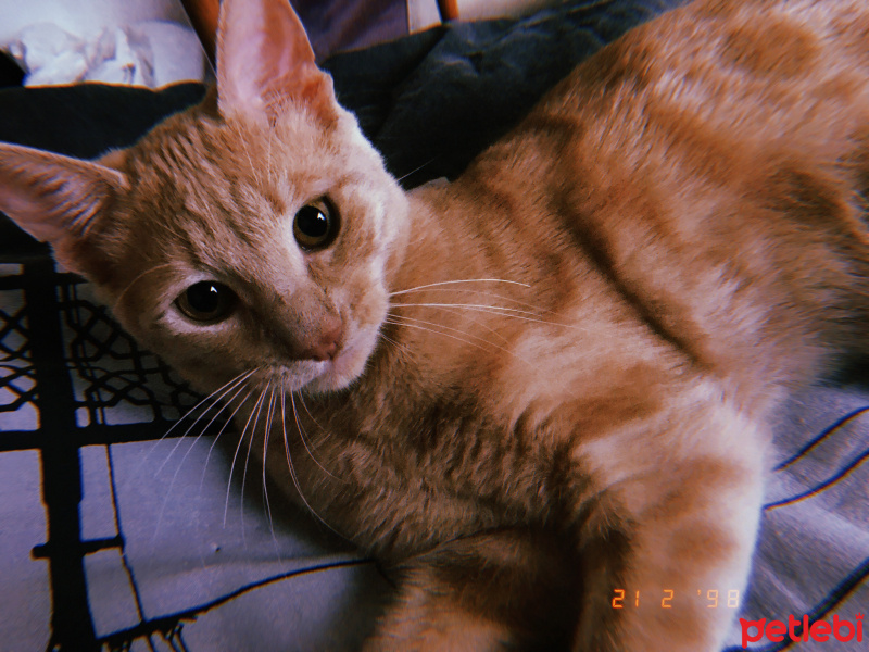 Sarman, Kedi  Mila fotoğrafı