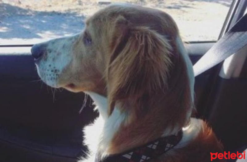 İngiliz Setter, Köpek  Ayaz fotoğrafı