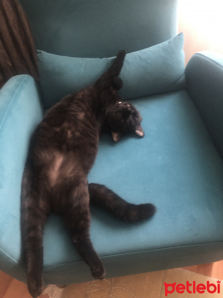 British Shorthair, Kedi  Zeus fotoğrafı