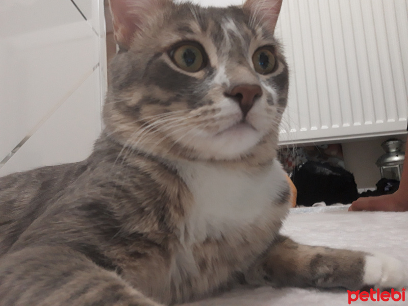 Tekir Kedi, Kedi  Duman fotoğrafı