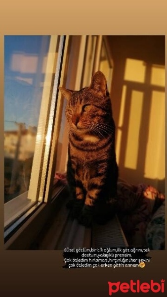 Tekir Kedi, Kedi  Oscar fotoğrafı