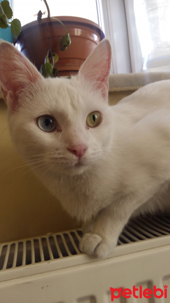 Van Kedisi, Kedi  Tamara fotoğrafı