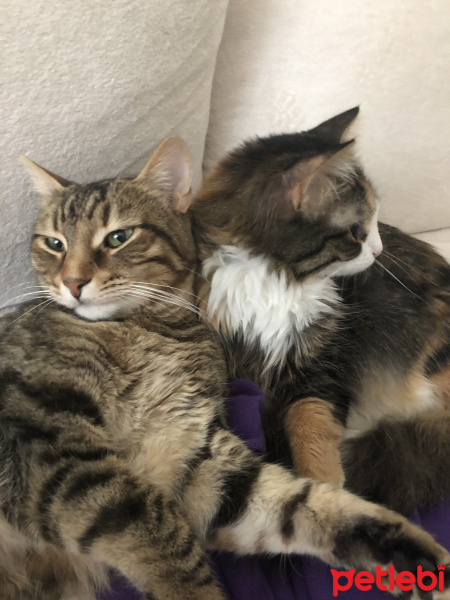 Tekir Kedi, Kedi  Mişel fotoğrafı