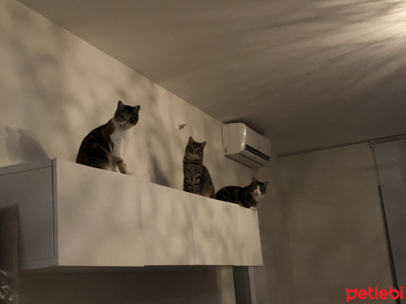 Tekir Kedi, Kedi  Mişel fotoğrafı