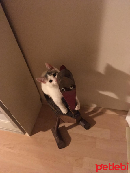 Tekir Kedi, Kedi  köpük fotoğrafı