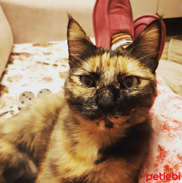 Tekir Kedi, Kedi  Balım fotoğrafı