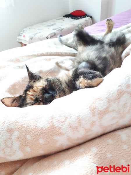 Tekir Kedi, Kedi  Balım fotoğrafı