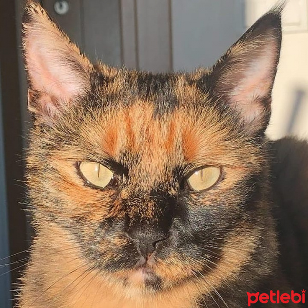 Tekir Kedi, Kedi  Balım fotoğrafı