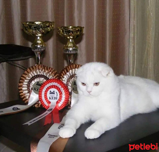 Scottish Fold, Kedi  Calimero fotoğrafı