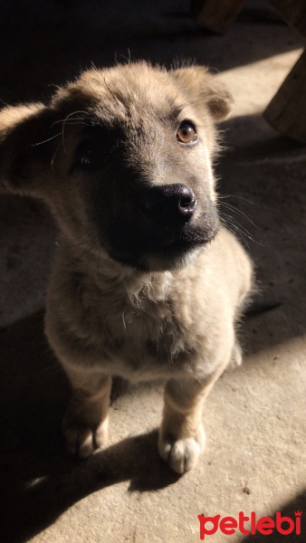 Kangal, Köpek  Asil fotoğrafı