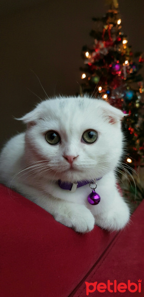 Scottish Fold, Kedi  Genius fotoğrafı