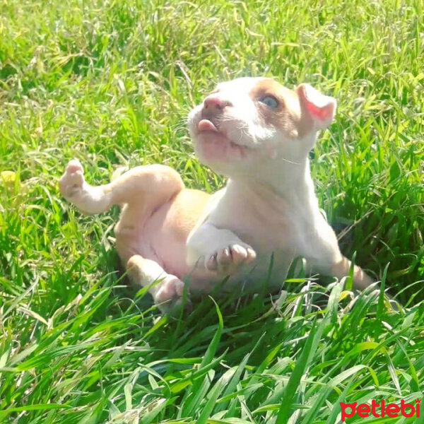 Amerikan Staffordshire Terrier, Köpek  aras fotoğrafı