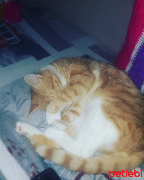 Tekir Kedi, Kedi  Paşa fotoğrafı