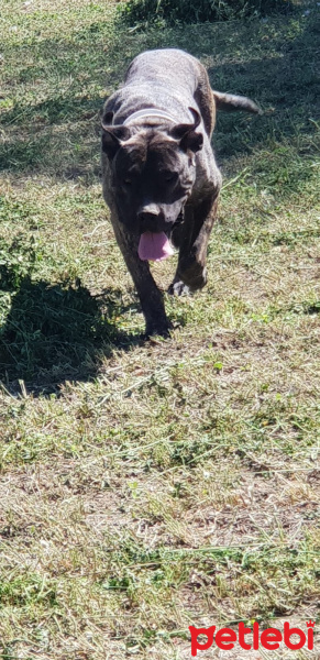 Presa Canario, Köpek  Hera fotoğrafı