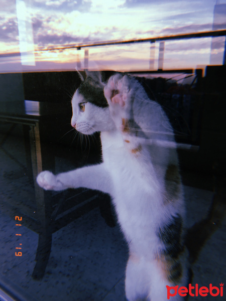 Tekir Kedi, Kedi  Bal fotoğrafı