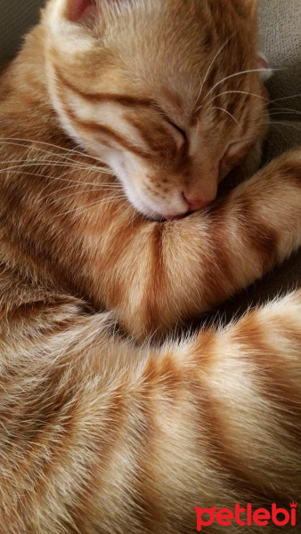 Sarman, Kedi  Sarı fotoğrafı