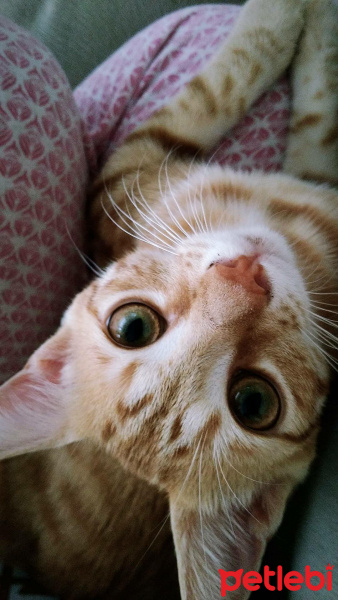 Sarman, Kedi  Sarı fotoğrafı