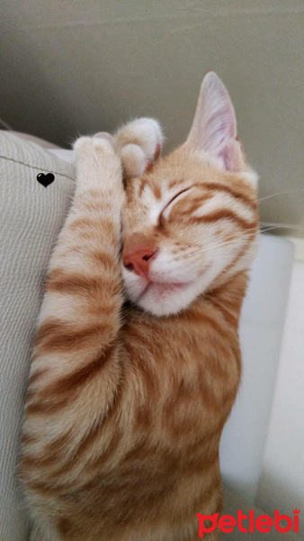 Sarman, Kedi  Sarı fotoğrafı