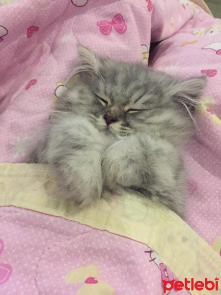 British Shorthair, Kedi  Kırpık fotoğrafı