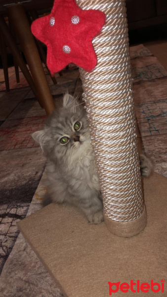 British Shorthair, Kedi  Kırpık fotoğrafı