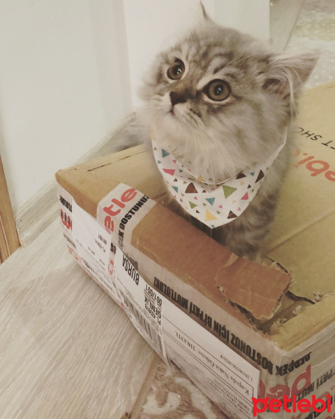 British Shorthair, Kedi  Kırpık fotoğrafı