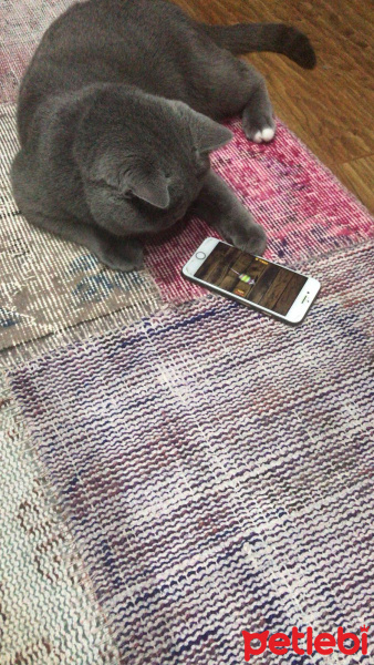 British Shorthair, Kedi  Ares fotoğrafı
