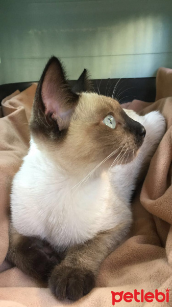 Siyam Kedisi, Kedi  Pera fotoğrafı