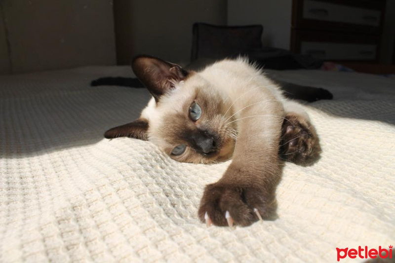 Siyam Kedisi, Kedi  Pera fotoğrafı