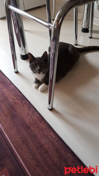 Tekir Kedi, Kedi  Pati fotoğrafı