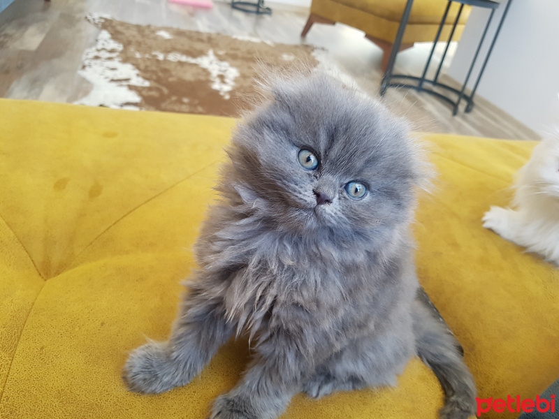 Chinchilla, Kedi  Şam şeytanı  fotoğrafı