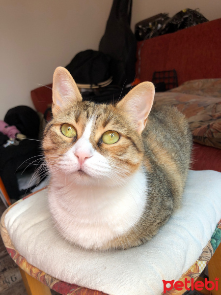Tekir Kedi, Kedi  Pöti fotoğrafı