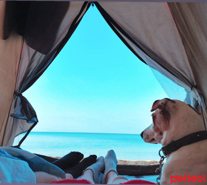 Jack Russell Terrier, Köpek  Fıstık fotoğrafı