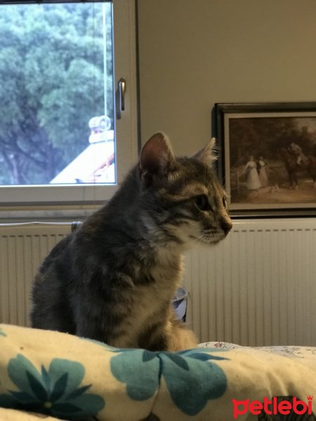 Tekir Kedi, Kedi  Macit fotoğrafı