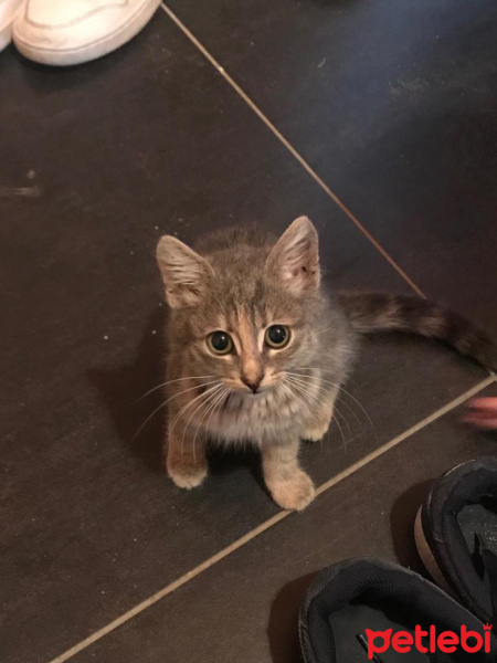 Tekir Kedi, Kedi  Macit fotoğrafı