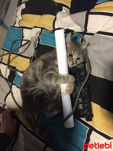 Tekir Kedi, Kedi  Macit fotoğrafı