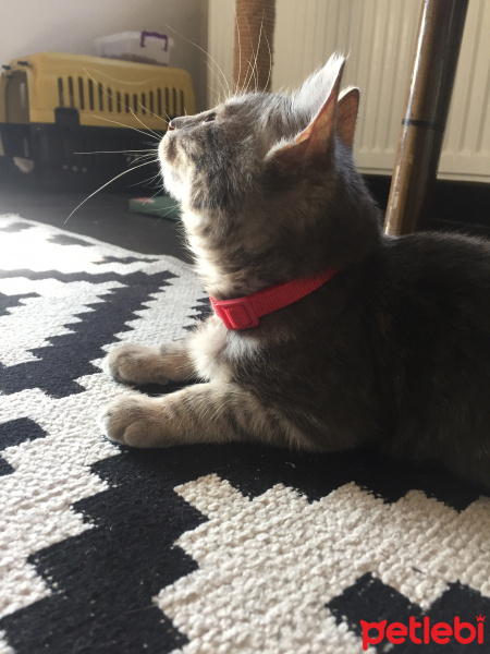 Tekir Kedi, Kedi  Macit fotoğrafı
