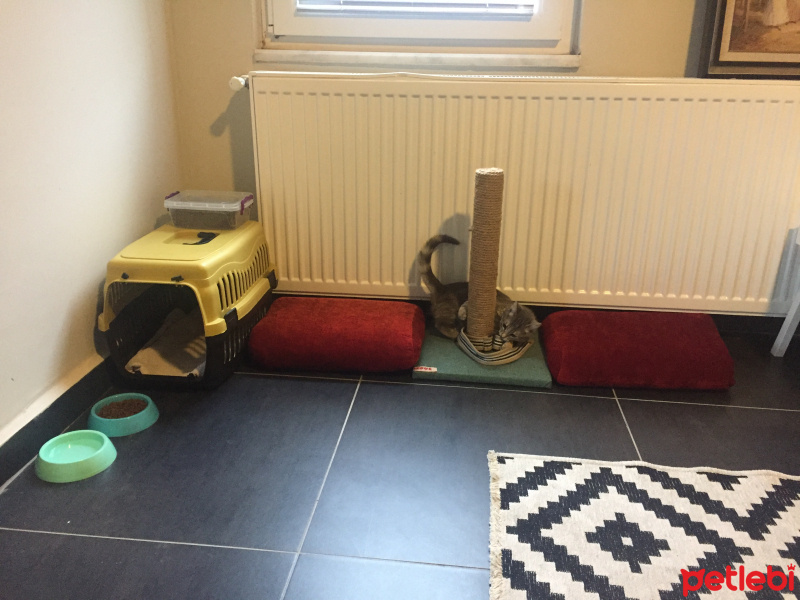 Tekir Kedi, Kedi  Macit fotoğrafı
