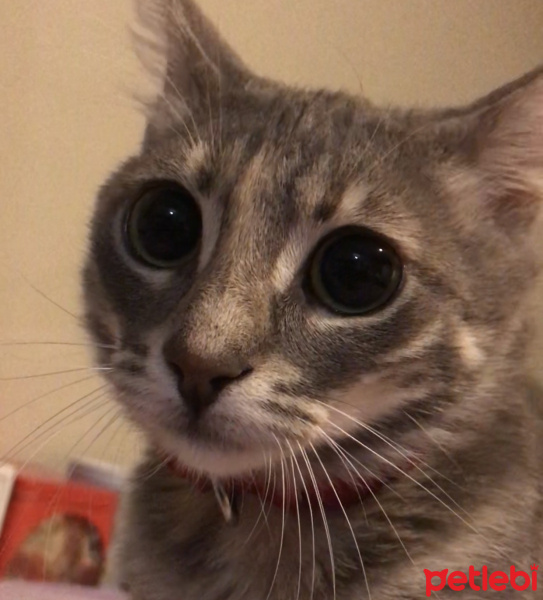 Tekir Kedi, Kedi  Macit fotoğrafı