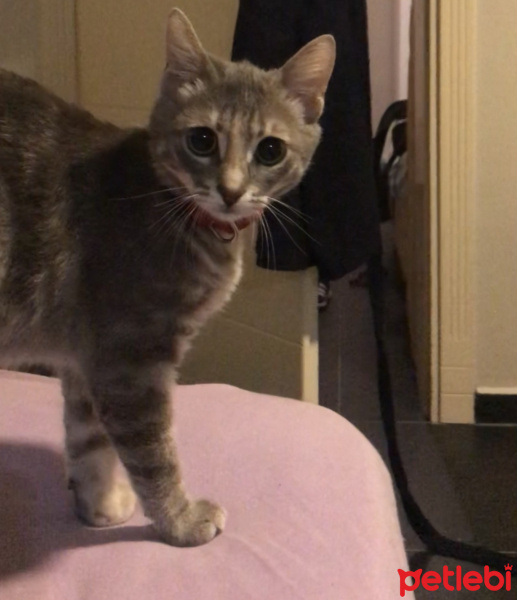 Tekir Kedi, Kedi  Macit fotoğrafı