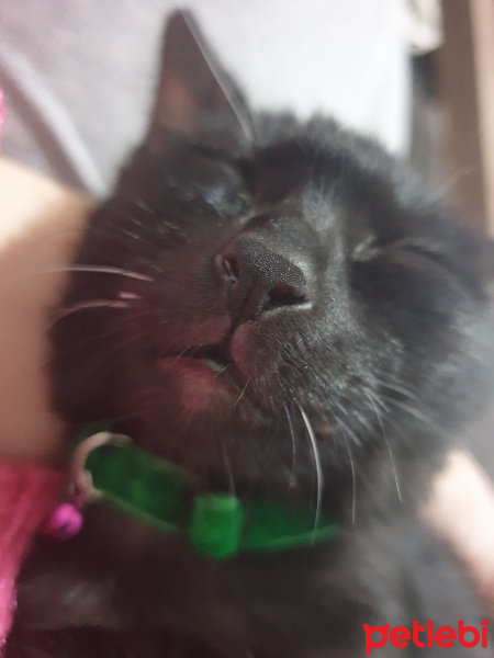 Siyam Kedisi, Kedi  Kaymak fotoğrafı