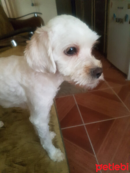 Poodle(Standart Kaniş), Köpek  Maggie fotoğrafı