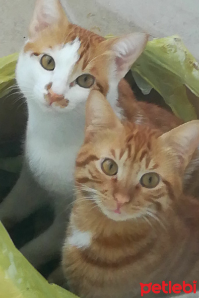 Havana Brown, Kedi  beyaz ve duman fotoğrafı