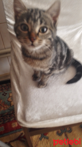 Tekir Kedi, Kedi  Erdoş fotoğrafı