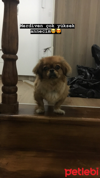 Pekingese, Köpek  Asel fotoğrafı