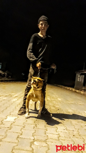 Amerikan Pitbull Terrier, Köpek  Ateş fotoğrafı