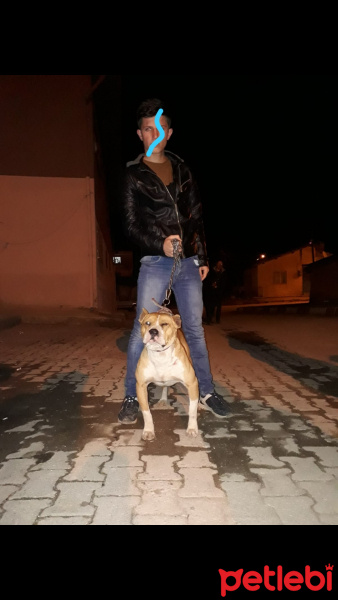 Amerikan Pitbull Terrier, Köpek  Ateş fotoğrafı