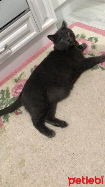 Mavi Rus, Kedi  Vasili yuvasını arıyor.... fotoğrafı