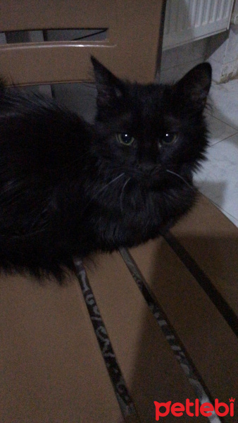 Tiffany/Chantilly, Kedi  Bramios fotoğrafı