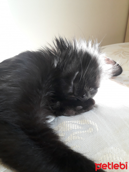 Tiffany/Chantilly, Kedi  Bramios fotoğrafı